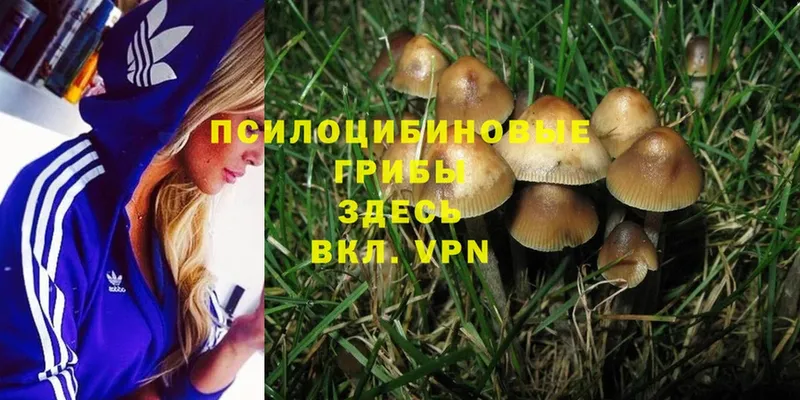 Псилоцибиновые грибы Cubensis  Георгиевск 